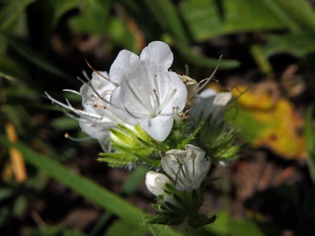 Hadinec obecný (Echium vulgare L.) - květy bez barviva (3c)