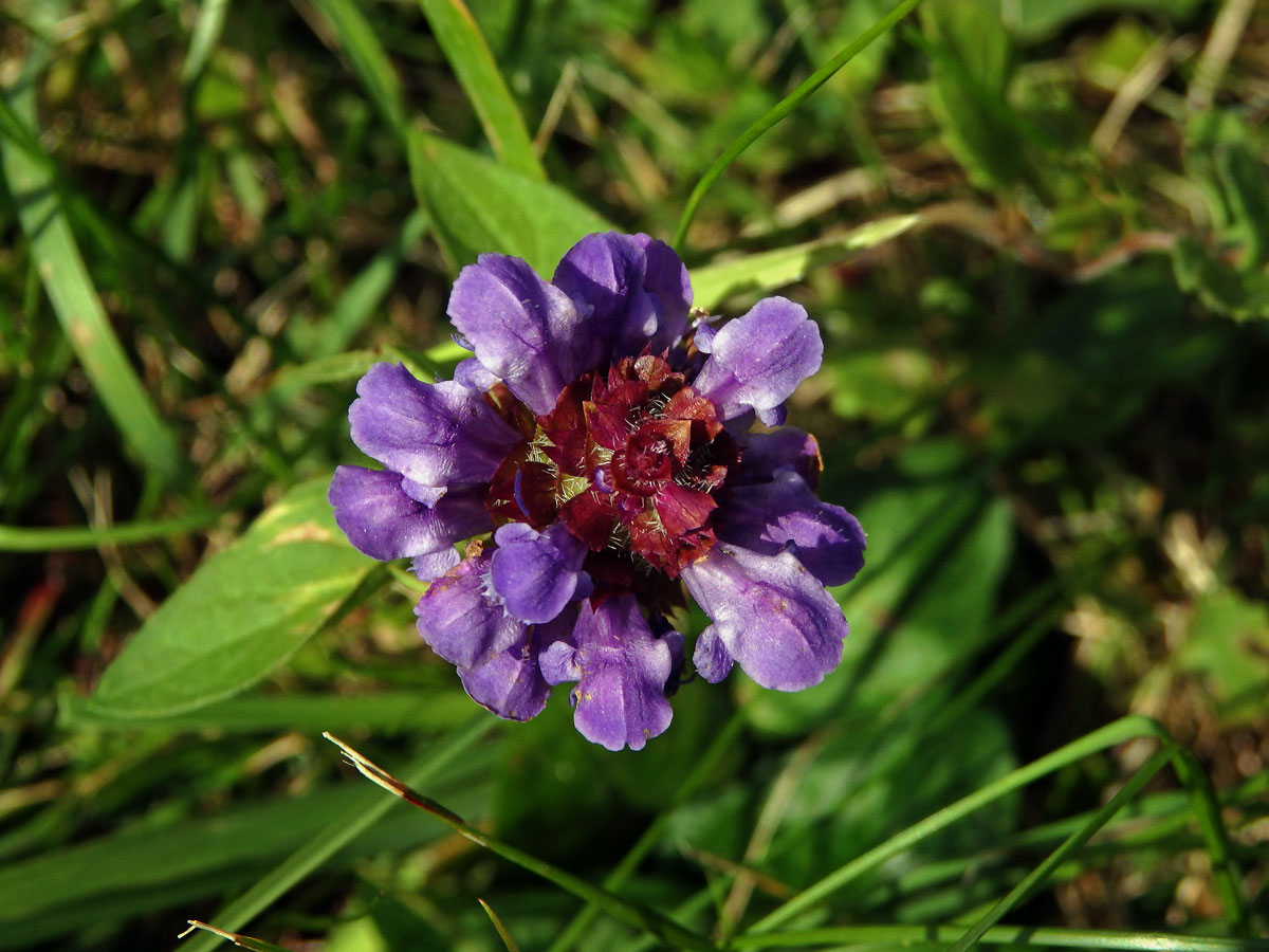 Černohlávek obecný (Prunella vulgaris L.)