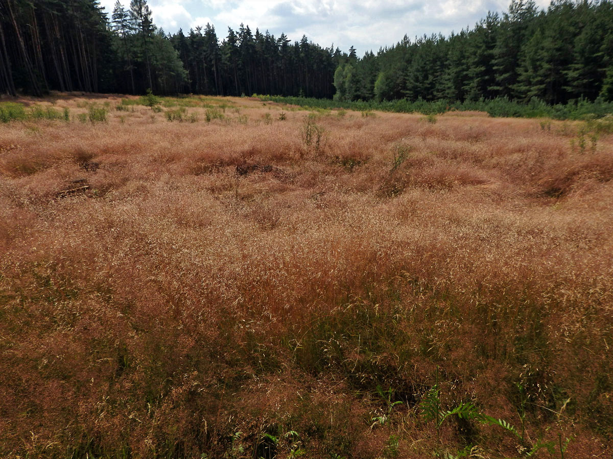 Metlička křivolaká (Avenella flexuosa (L.) Drejer)