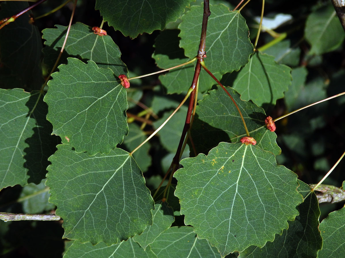 Hálky vlnovníka různotečného Eriophyes diversipunctatus, topol osika