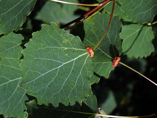 Hálky vlnovníka různotečného Eriophyes diversipunctatus, topol osika