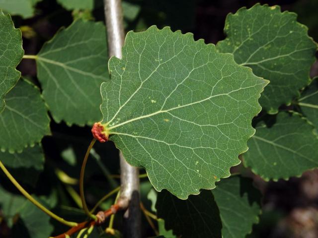 Hálky vlnovníka různotečného Eriophyes diversipunctatus, topol osika