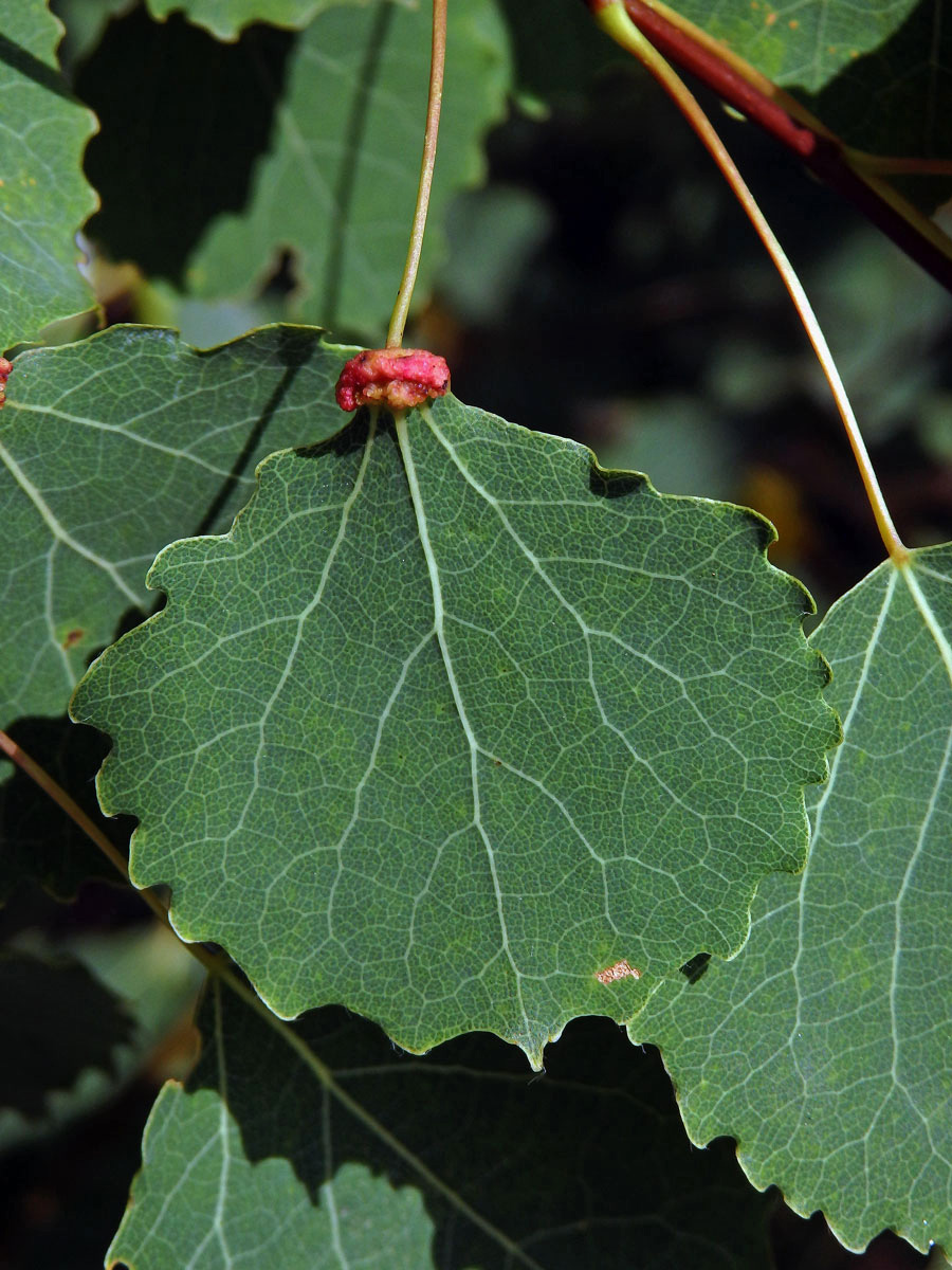 Hálky vlnovníka různotečného Eriophyes diversipunctatus, topol osika