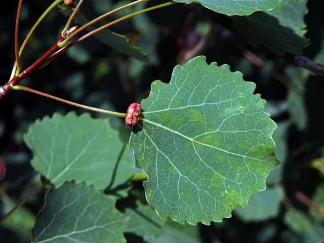 Hálky vlnovníka různotečného Eriophyes diversipunctatus, topol osika