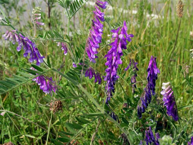 Vikev huňatá (Vicia villosa Roth)