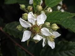 Ostružiník křovitý (Rubus fruticosus L. agg.) - šestičetný květ (5)