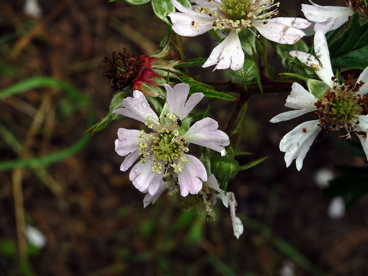 Ostružiník dřípený (Rubus laciniatus Willd.) s šestičetným květem (7)