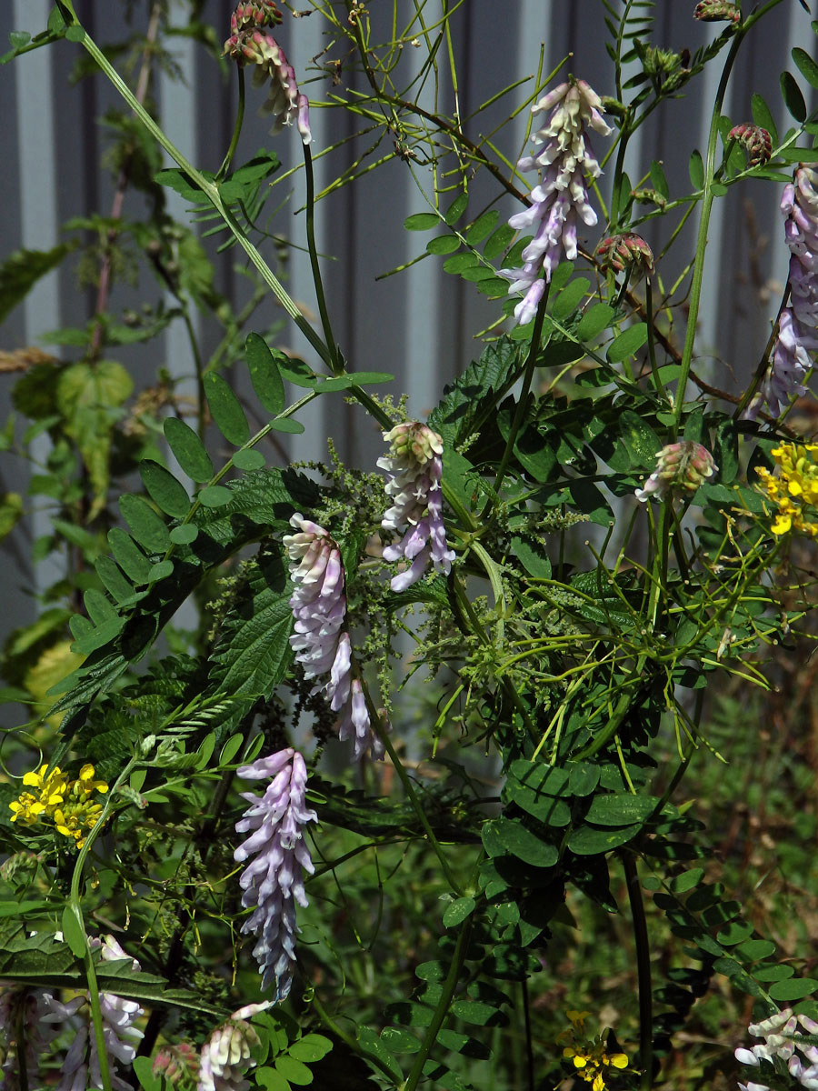 Vikev ptačí (Vicia cracca  L.) se světle růžovými květy (4c)