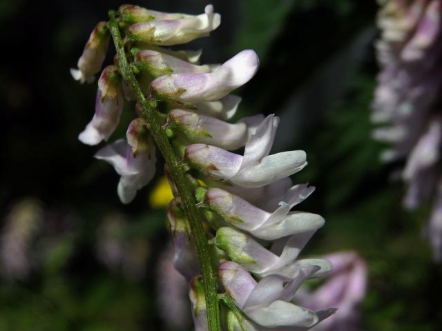 Vikev ptačí (Vicia cracca  L.) se světle růžovými květy (4d)