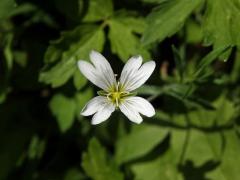Rožec rolní (Cerastium arvense L.), čtyřčetný květ