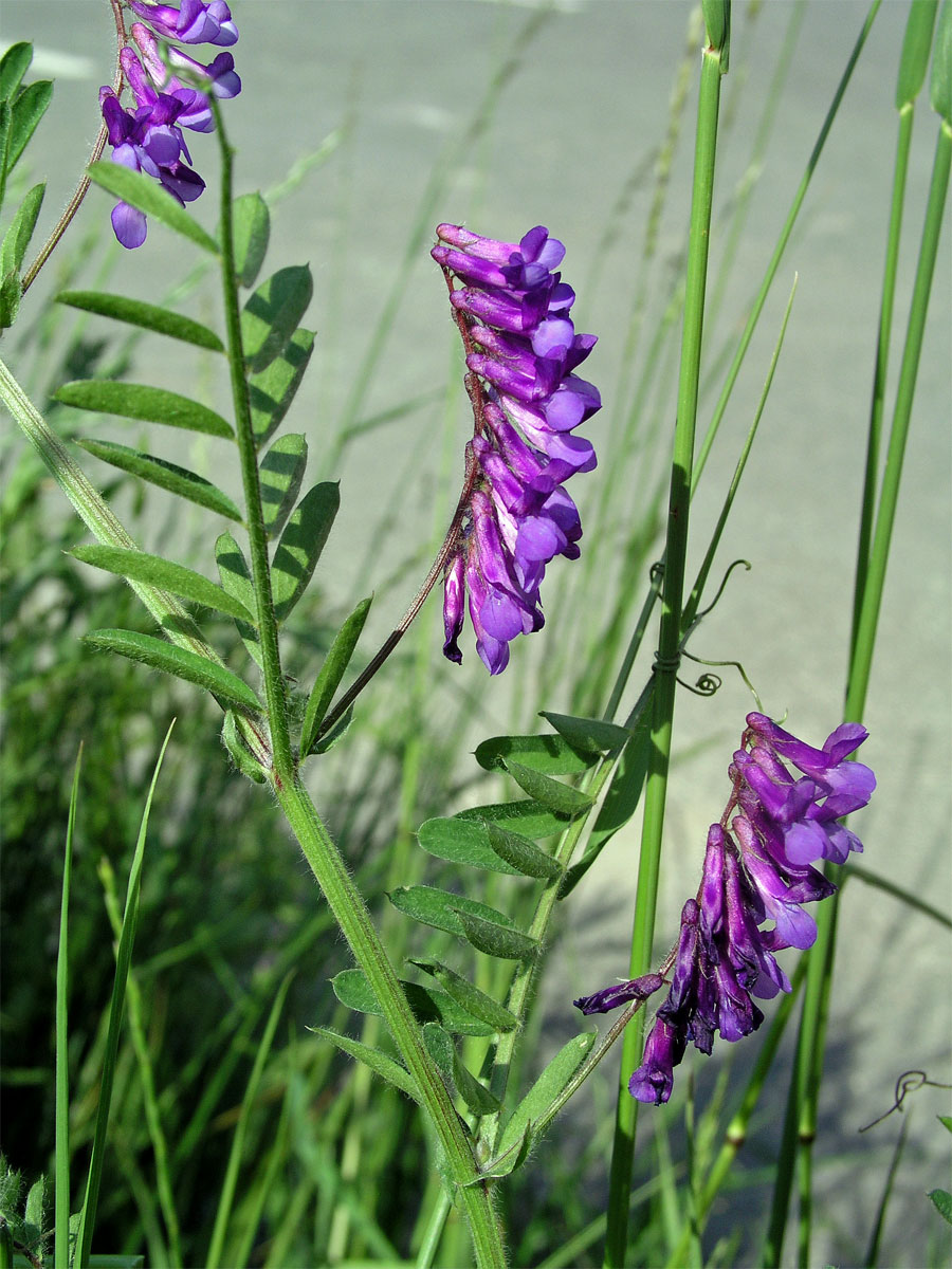 Vikev huňatá (Vicia villosa Roth)