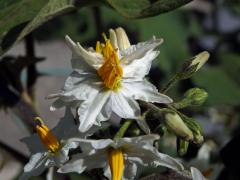 Lilek (Solanum torvum Sw.), zdvojený květ