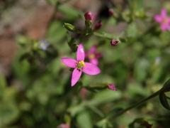 Zeměžluč spanilá (Centaurium pulchellum (Sw.) Druce), čtyřčetný květ