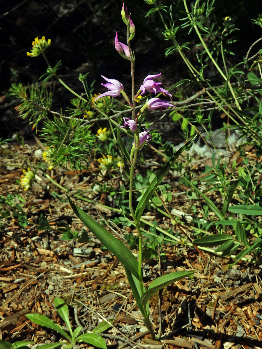 Okrotice červená (Cephalanthera rubra (L.) Rich.)