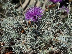 Chrpa (Centaurea cineraria L.)