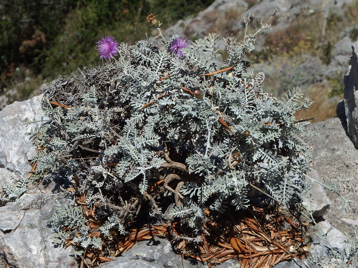 Chrpa (Centaurea cineraria L.)