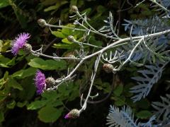 Chrpa (Centaurea cineraria L.)