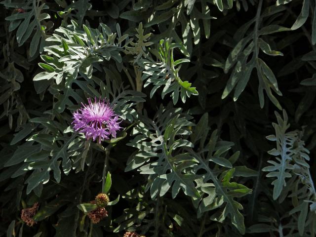 Chrpa (Centaurea cineraria L.)