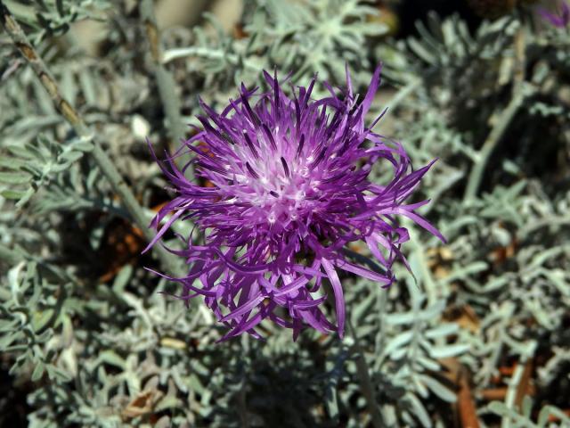 Chrpa (Centaurea cineraria L.)