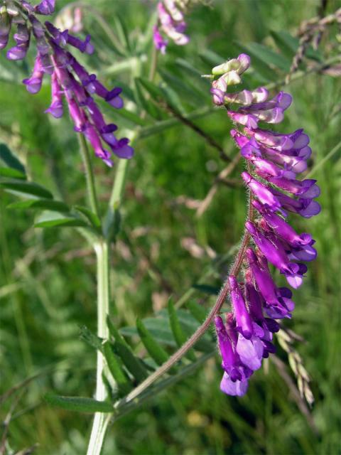 Vikev huňatá (Vicia villosa Roth)