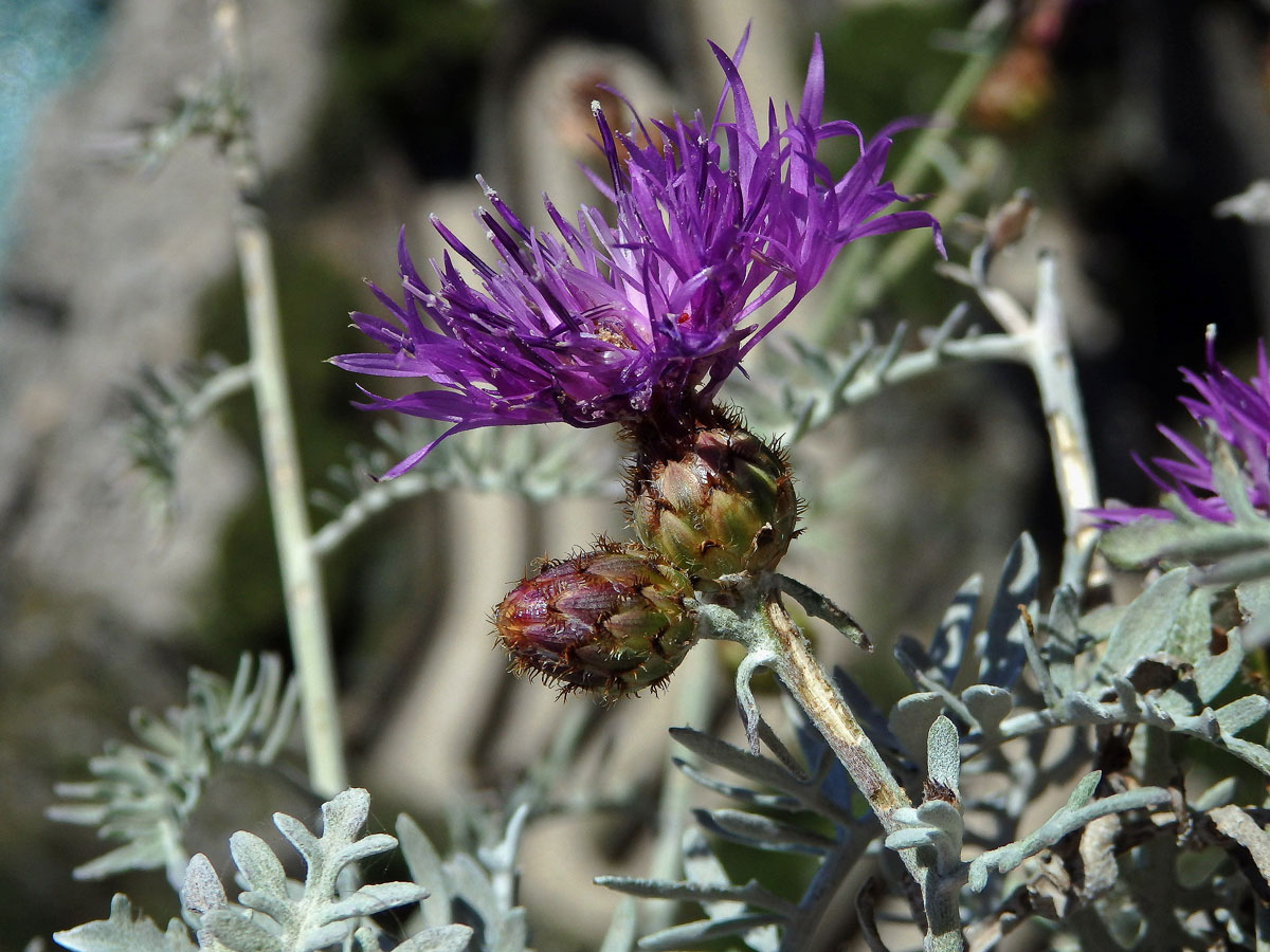 Chrpa (Centaurea cineraria L.)