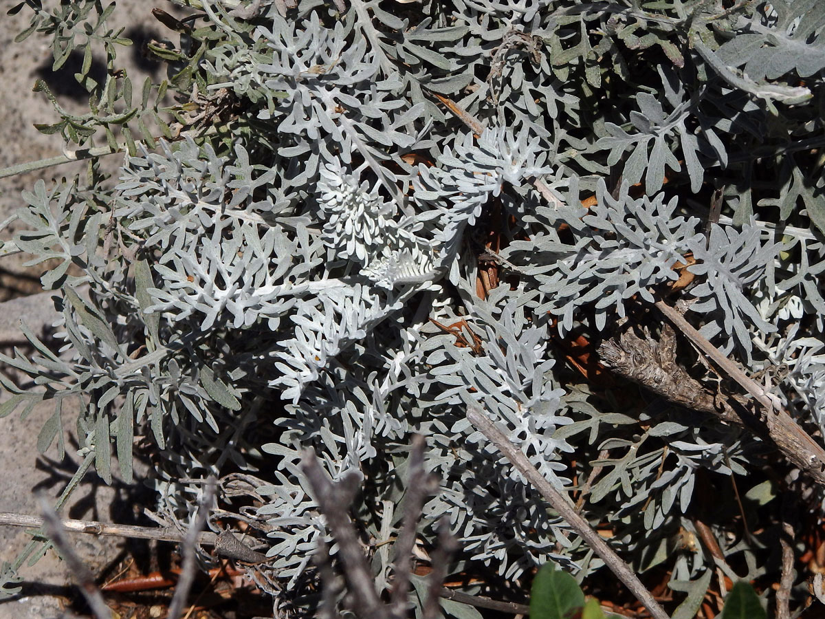 Chrpa (Centaurea cineraria L.)