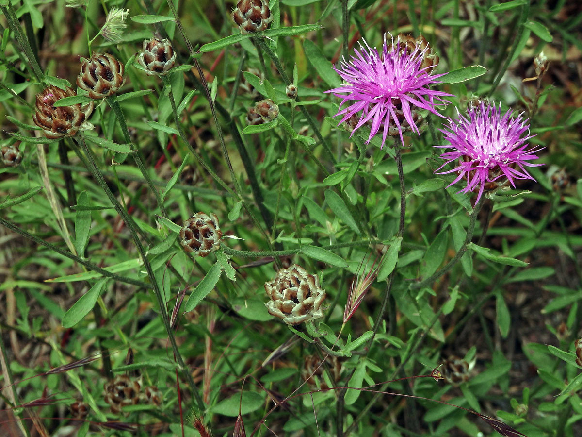 Chrpa (Centaurea deusta Ten.)