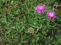 Chrpa (Centaurea deusta Ten.)  