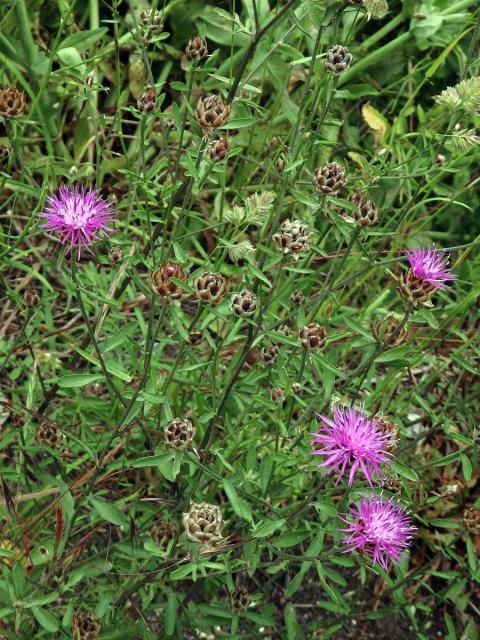 Chrpa (Centaurea deusta Ten.)