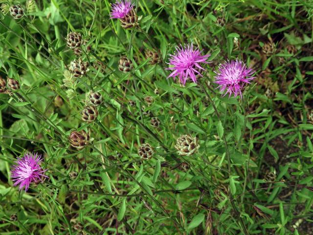 Chrpa (Centaurea deusta Ten.)