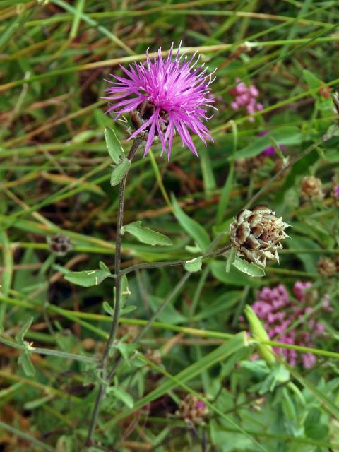 Chrpa (Centaurea deusta Ten.)