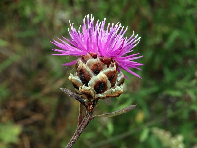 Chrpa (Centaurea deusta Ten.)