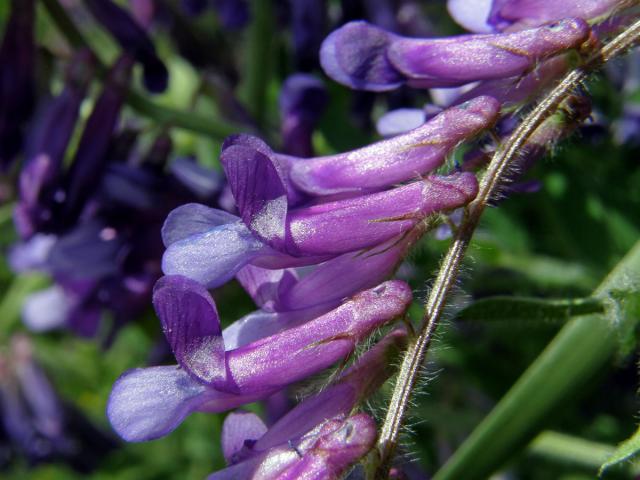 Vikev huňatá (Vicia villosa Roth)