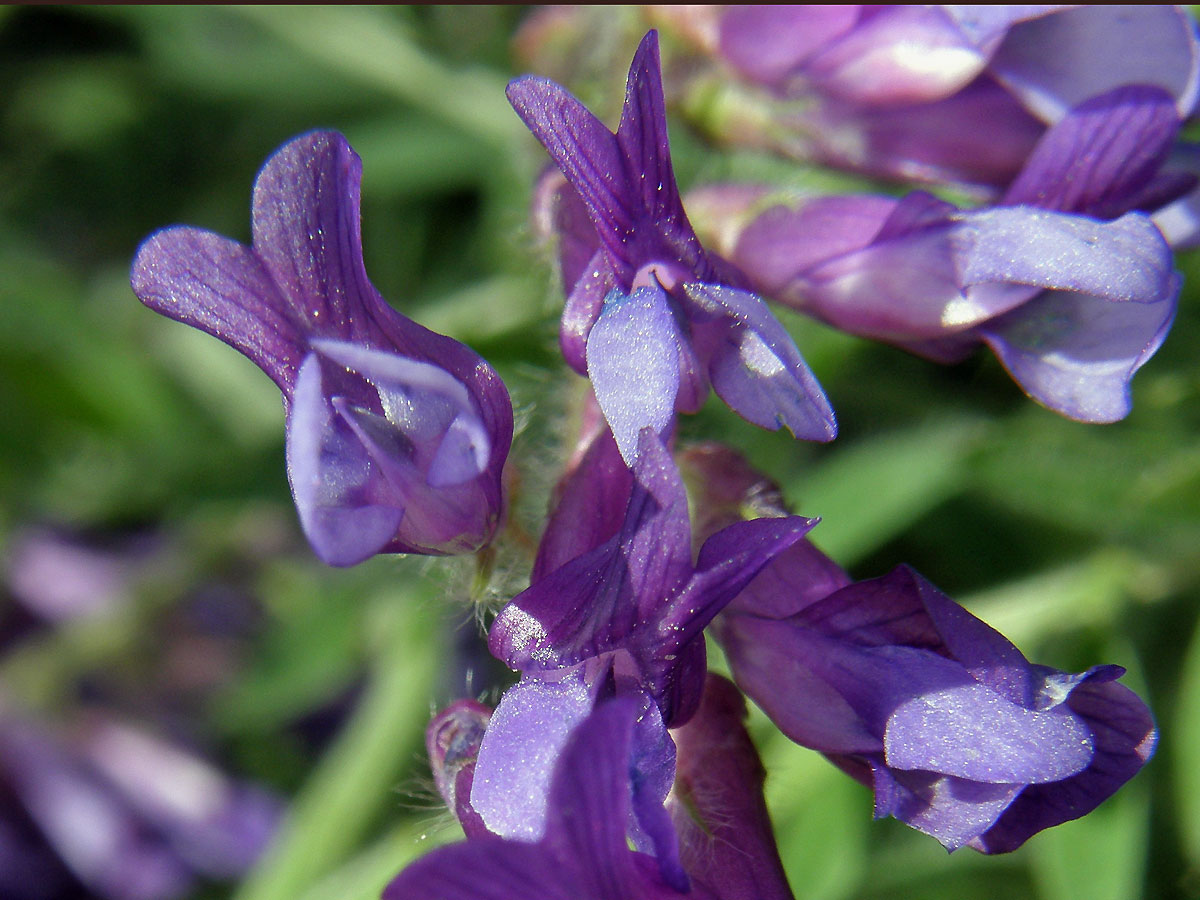 Vikev huňatá (Vicia villosa Roth)