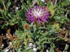 Chrpa (Centaurea sphaerocephala L.)