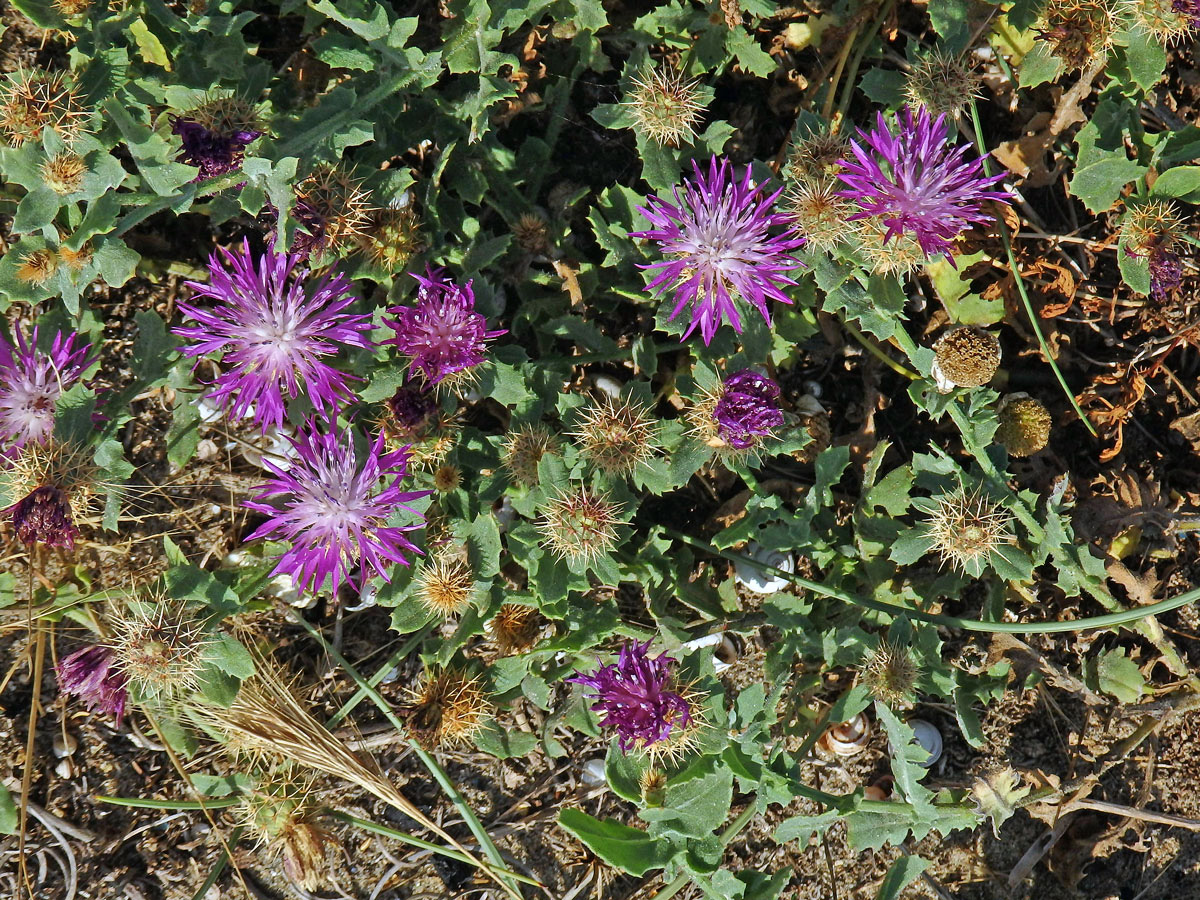 Chrpa (Centaurea sphaerocephala L.)