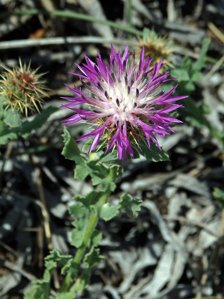 Chrpa (Centaurea sphaerocephala L.)