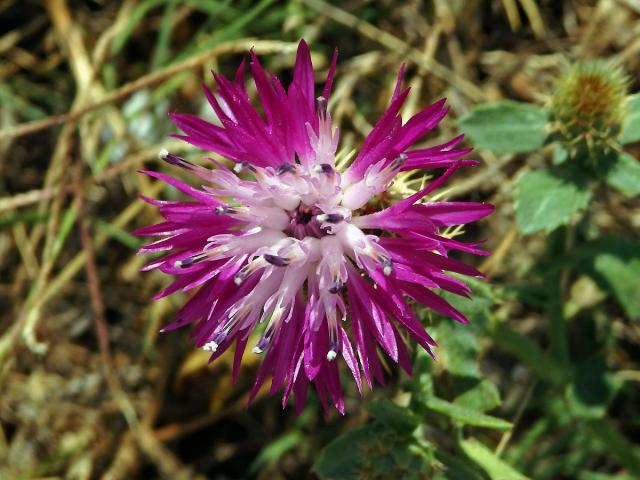 Chrpa (Centaurea sphaerocephala L.)