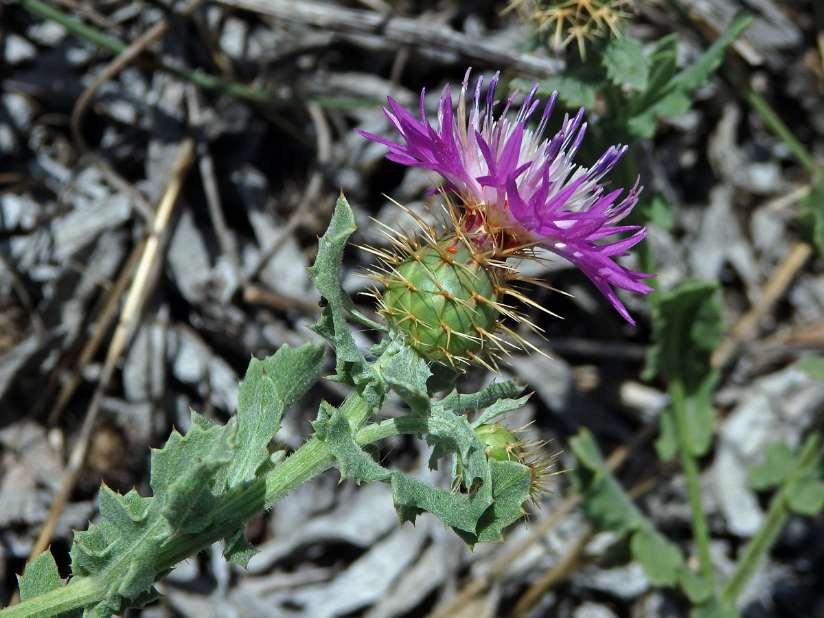 Chrpa (Centaurea sphaerocephala L.)