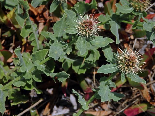 Chrpa (Centaurea sphaerocephala L.)