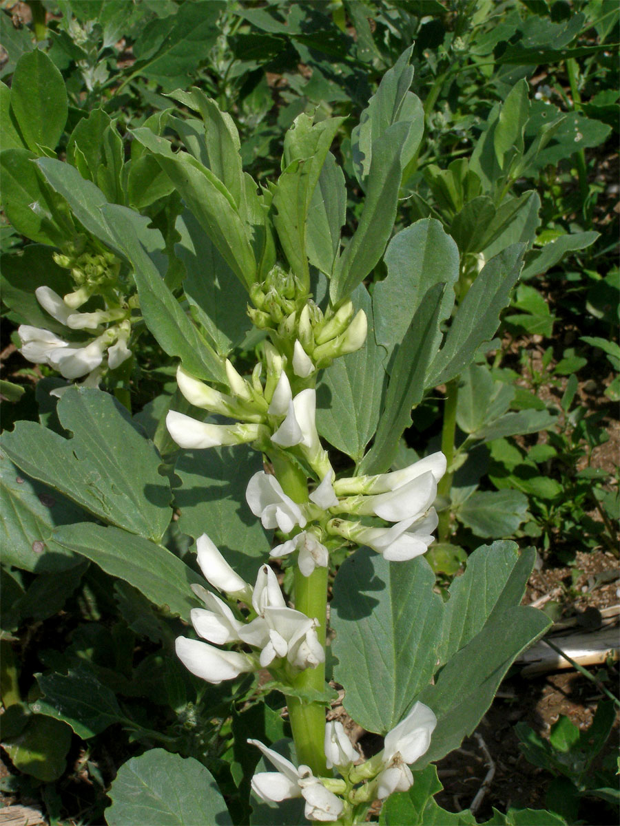 Bob obecný (Vicia faba L.)