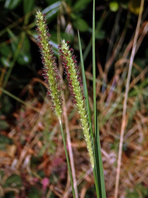 Bér (Setaria parviflora (Poir.) Kerguelén)