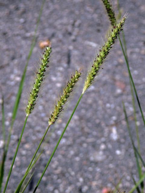 Bér (Setaria parviflora (Poir.) Kerguelén)