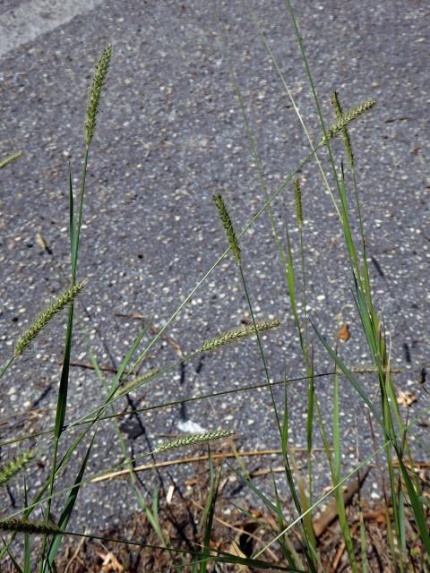 Bér (Setaria parviflora (Poir.) Kerguelén)