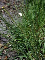 Bér (Setaria parviflora (Poir.) Kerguelén)
