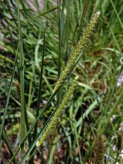 Bér (Setaria parviflora (Poir.) Kerguelén)