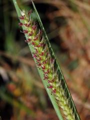 Bér (Setaria parviflora (Poir.) Kerguelén)