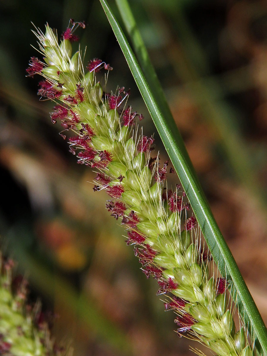 Bér (Setaria parviflora (Poir.) Kerguelén)