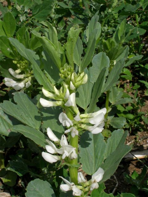 Bob obecný (Vicia faba L.)