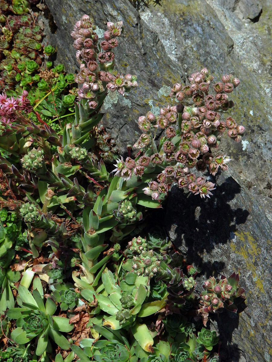 Netřesk střešní (Sempervivum tectorum L.)